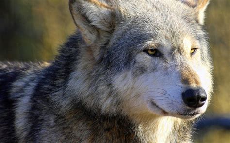 Stream 4k video in every room: 4K HD Wallpapers Wolves #4K #HD #Wallpapers #Wolves | Wolf ...