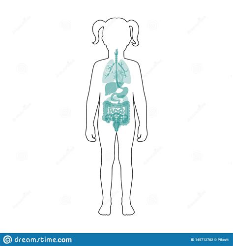 Illustration Of Womans Internal Organs Internal Human Organ Ovaries