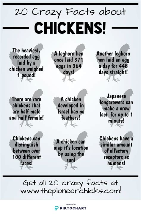 20 Crazy Chicken Facts For Chicken Trivia The Pioneer Chicks Chicken Facts Chickens