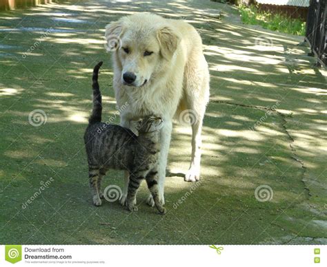 Cat And Dog Best Friends Stock Image Image Of Stand 78565585