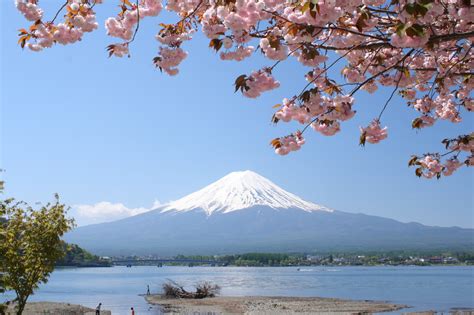 5 Best Cherry Blossom Spots Around Mt Fuji Japan Web Magazine