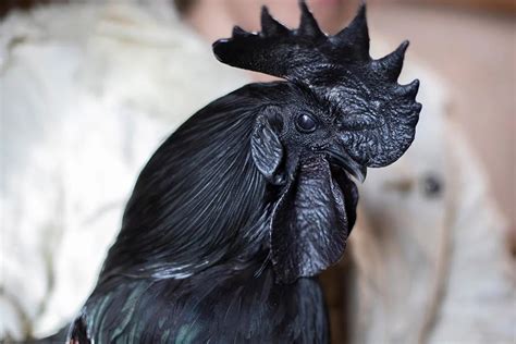 Ayam Cemani Breed Information Care Guide Egg Color And More