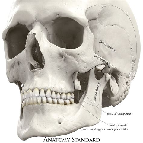 Infratemporal Fossa Anterolateral Aspect Anatomy Bones Skull