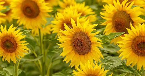 10 Best Easy Sunflower Garden Ideas Design Home Vibe