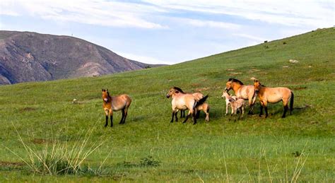 Mongolia Hustai National Park Tour Kharkhorin Tour