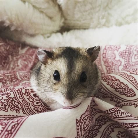 Pin By Annie On Hamsters Dating Profile Cute Hamsters
