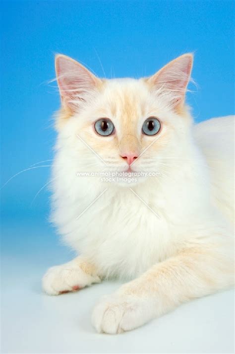 Animal Photography Cream Point Ragdoll Cat Portrait Image Refap