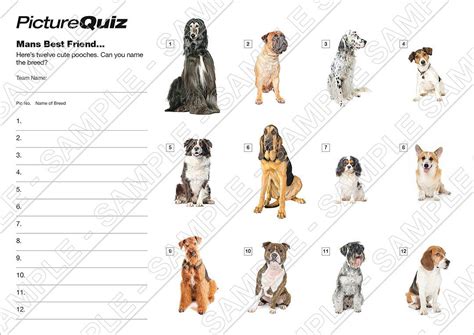 Game Dog Breed Quiz Ubicaciondepersonascdmxgobmx