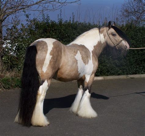 Buckskin ist eine haarfarbe von pferden , die sich auf eine farbe bezieht, die bestimmten schattierungen von. Hermits Masquerade is a beautiful 13.1hh... - Diane ...