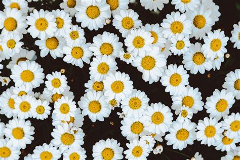 White And Yellow Daisy Lot Daisies Flowers Buds Hd Wallpaper Wallpaper Flare