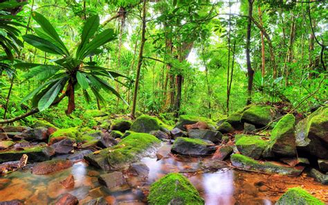 Exotic Tropical Landscape Jungle Flow Stones Rocks With Green Moss Green Trees Vegetation