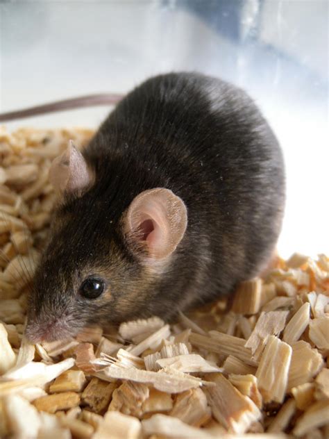 In Sickness And In Health Mice And Mating Science 20