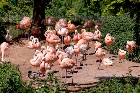 Free Zoo Visits Paignton Zoo