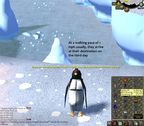 100 Laps With Penguin Facts Daily Until Agility Pet Day 42 R2007scape