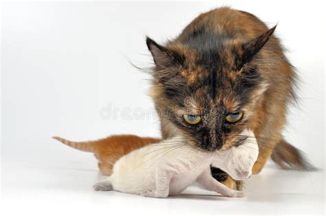 Buy baby proofing products online at babysafety.ie. Mother Cat Carrying Newborn Kitten Stock Photo - Image of ...