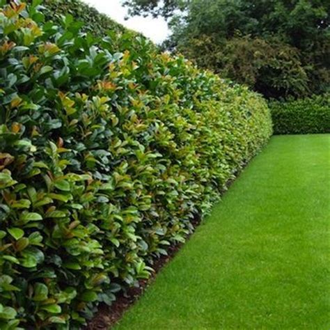 What is a hedge fund? 11 Living Fences That Look Better Than Chain Link | Fence ...