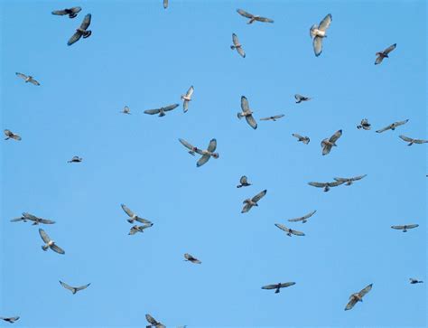 North American Land Birds Migrate Along Three Flyways New Scientist