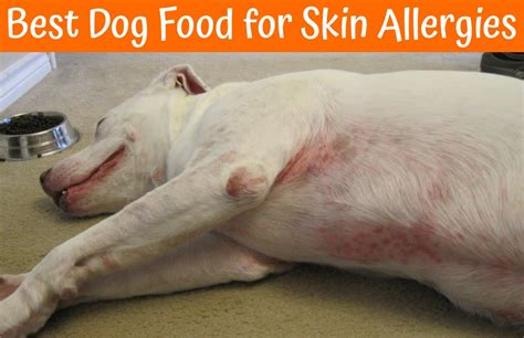 Even if allergies typically occur in dogs over the age of 3, puppy allergies may also be present. The Best Dog Food for Skin Allergies 2017 Buying Guide ...