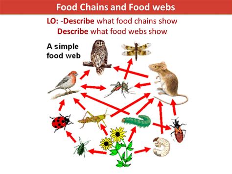 Food Chains And Food Webs Lesson Plan For 4th Grade Lesson Planet Vrogue