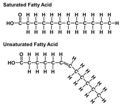 Fatty Acid Molecule Model