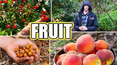 8 Tips For Growing Fruit Trees Organic Gardening Youtube