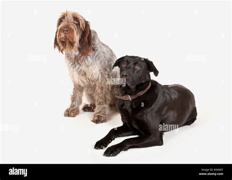 Italian Spinone And Black Labrador Dogs Together Stock Photo Alamy