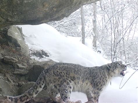 25 Rare Black Snow Leopard 228665 Jpblopixtkfni