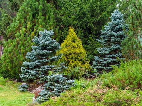 Coniferous Plant Info Tips For Growing Various Conifer Tree Types