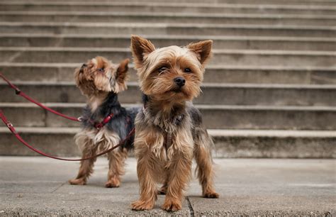 5 Tiny Dog Breeds That Stay Small 4 Looks Like A Cute