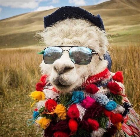 Worldpets Teamrumbasmundial On Instagram Llama Llamas Alpaca
