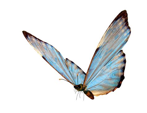 Butterfly Transparency And Translucency Clip Art Butterfly Png