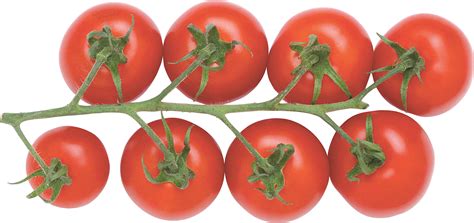 Tomatoes Png Image Purepng Free Transparent Cc0 Png Image Library
