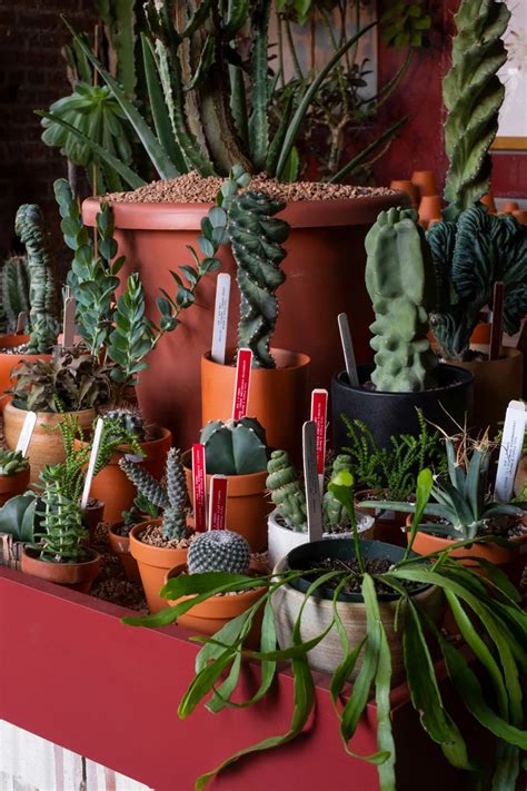 Tula Opens A Plant Oasis Dedicated To Cacti And Succulents In New