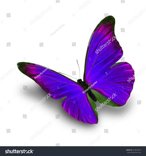 Beautiful Purple Butterfly Flying Isolated On Stock Photo 378628354
