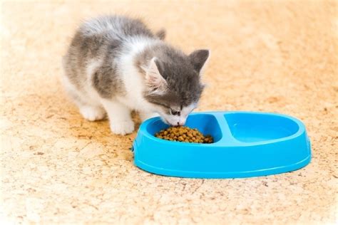 When Can Kittens Eat Dry Food Vet Approved Facts And Faq Catster