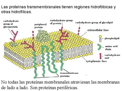 La Membrana Celular Funciona Como Una Barrera Semipermeable