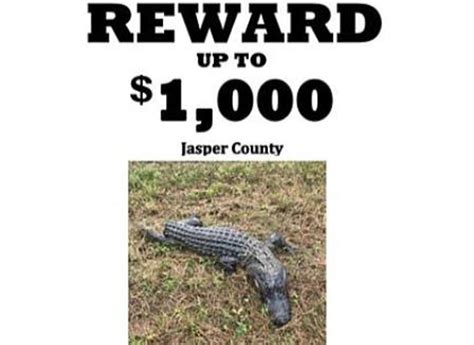 Horrible East Texan Cuts Off Alligators Tail And Leaves For Dead