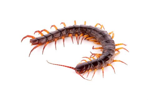 Centipede Bite