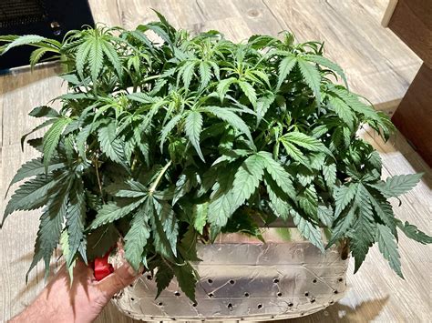 Blue Mystic Auto / Nirvana: photos - GrowDiaries