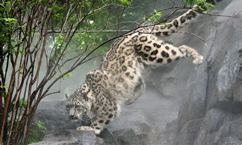 3 Snow Leopards Focus Of First New Central Park Zoo Exhibition Since