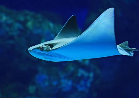 What Makes Manta Rays And Stingrays Different Nmsf