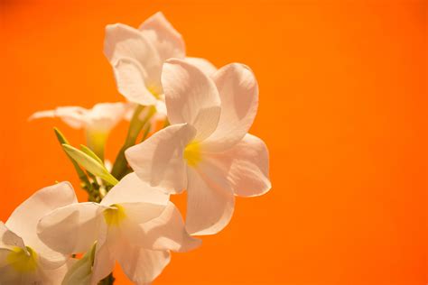 2823658 Flowers White Orange Colorful Photography Nature Wallpaper