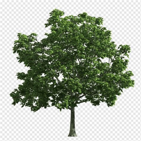 Tree Oak Deciduous Tree Maple Leaf Branch Png Pngwing