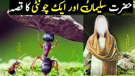 Hazrat Suleman As Or Chunti Ka Waqia Prophet Suleman Life Story In