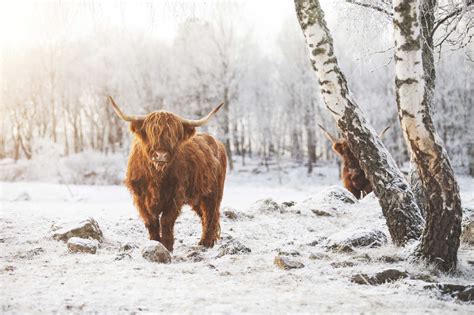 Highland Cattle In The Snow Stock Photo