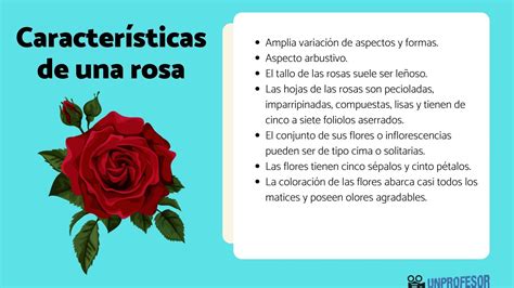 características de una ROSA y sus funciones RESUMEN