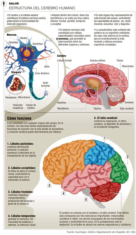 Infografía Cerebro Anatomia Del Cerebro Humano Estructura Del