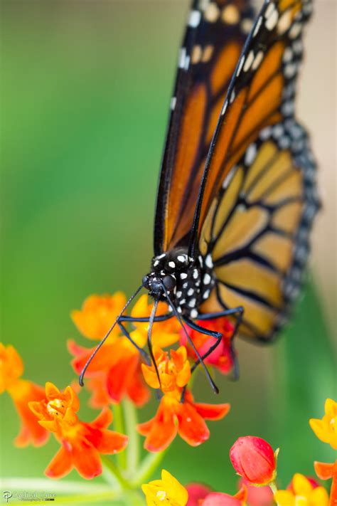 Beautiful Monarch Butterfly By Lordmajestros On Deviantart