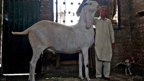 Biggest Bakra In Punjab Ismail Goat Farm World Biggest Goat Part 3