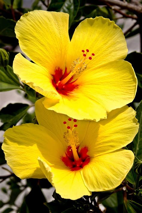 Phoebe Campbell Yellow Hibiscus Plant Near Me Fancy Hibiscus Tm